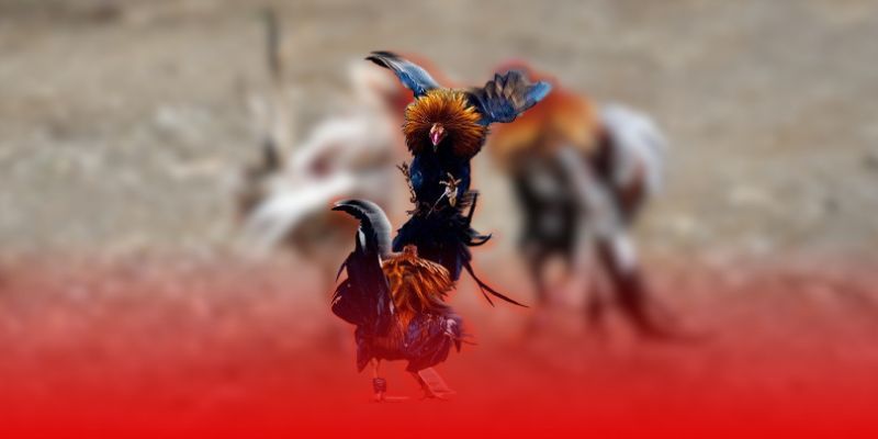 Đá Gà C2 Hôm Nay – Trải Nghiệm Nảy Lửa Cùng Jun88 6 Kinh nghiệm đọc phong độ chiến kê qua lịch sử đối đầu