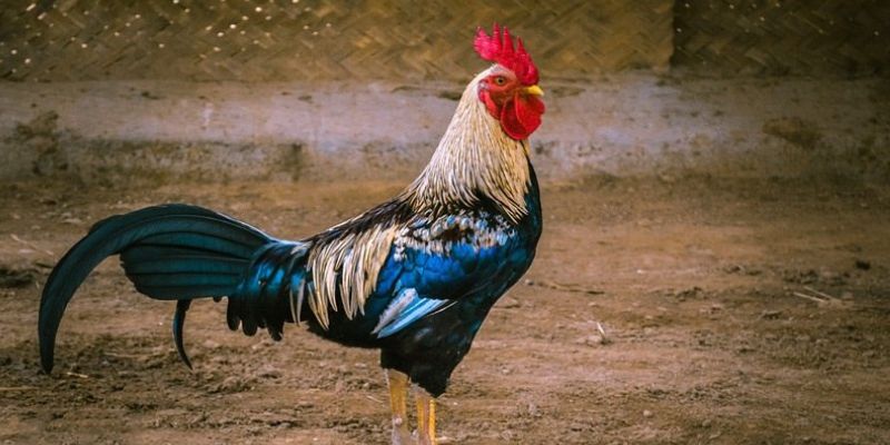 Kỹ Thuật Nuôi Gà Tre Tân Châu – Bí Quyết Cùng Jun88 6 Kinh nghiệm tuân thủ lịch tiêm phòng và chăm sóc định kỳ